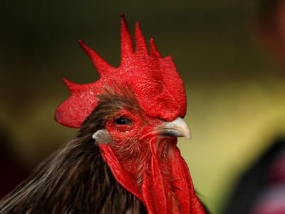 Penemuan Vitamin dari Indonesia yang Mengubah Dunia Kedokteran