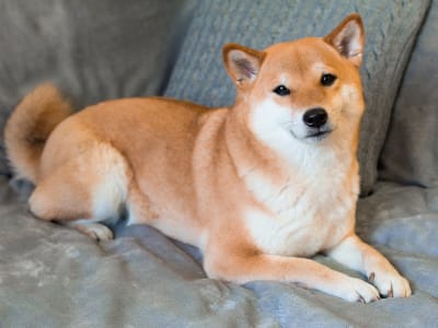 Risiko dan Peluang Dogecoin: Investasi Kripto yang Penuh Volatilitas