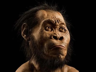 Bukti Baru: Homo Naledi Mungkin Telah Melakukan Penguburan 300 Ribu Tahun Lalu
