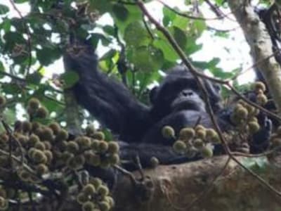 Simpanse di Afrika Konsumsi Alkohol Sehari-Hari dari Buah yang Dimakan
