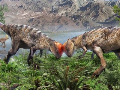 Penemuan Fosil Pachycephalosaurus Tertua dan Terlengkap di Gurun Gobi