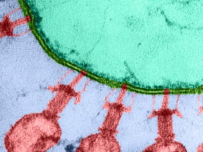 Virus Bakteriophag Pertama yang Dirancang AI Berhasil Bunuh Bakteri E. coli
