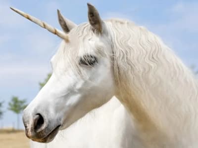 Mengapa Universitas Bergengsi Tak Selalu Jadi Mesin Startup Unicorn