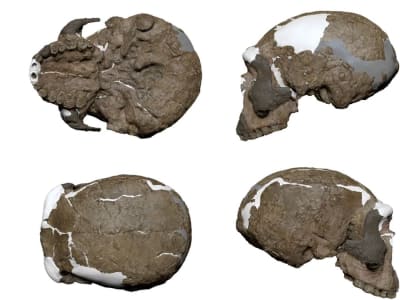 Penemuan Tengkorak Yunxian 2 Ungkap Evolusi Manusia Lebih Kompleks