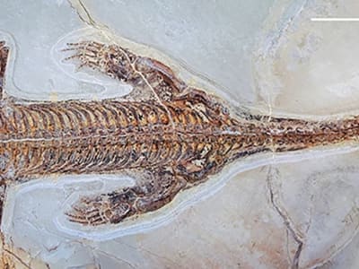 Penemuan Fosil Lariosaurus Terawetkan dengan Kulit Buka Rahasia Cara Berenang