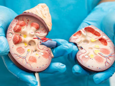 Terobosan Baru: Membuat Ureter Fungsional dari Sel Punca untuk Ginjal Buatan