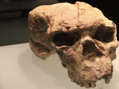 Fosil Yunxian 2 Ungkap Evolusi Manusia Dimulai Lebih Awal dari Asia