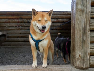 Dogecoin Naik 4% Didukung Pembelian Besar dan Sentimen Positif di Pasar Kripto