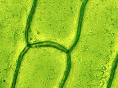 Penemuan Dua Saklar Genetik Bisa Ubah Sel Tanaman Jadi Embrio Baru