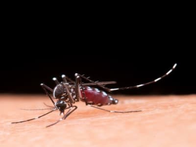 Infeksi Dengue Ubah Sistem Imun, Vaksin Belum Bisa Tiru Efeknya