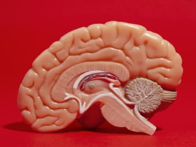 Neuron Buatan Hemat Energi Mirip Otak Manusia Buka Era Komputer Masa Depan