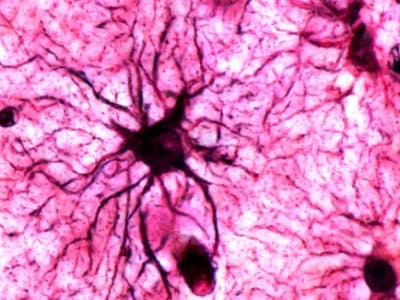 Astrocytes: Sel Otak Kunci Penstabil Memori Emosional Jangka Panjang