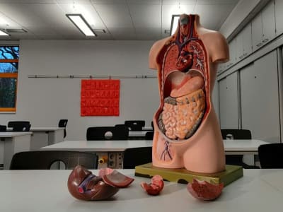 Model 3D Usus Besar Manusia: Terobosan Baru dalam Penelitian Kanker Kolorektal