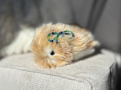 Pengalaman Memelihara Moflin: Hewan Peliharaan Robotik yang Menghibur Tanpa Repot