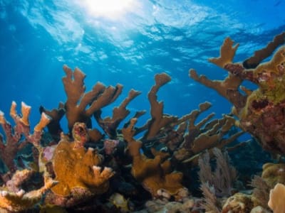 Karang Ikonik Florida Dinyatakan Punah Fungsional Setelah Gelombang Panas 2023