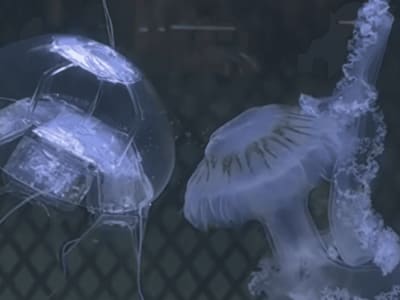 Robot Ubur-Ubur Transparan China: Inovasi Robotik Bawah Laut untuk Operasi Rahasia