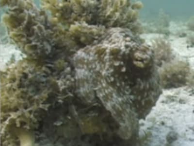 Robot Lunak OCTOID: Camuflase Dinamis dan Gerak Terpadu Berbasis CLCE