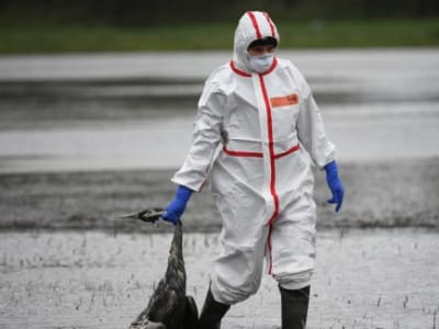 Virus Flu Burung H9N2 Makin Adaptif, Potensi Ancaman Pandemi Manusia
