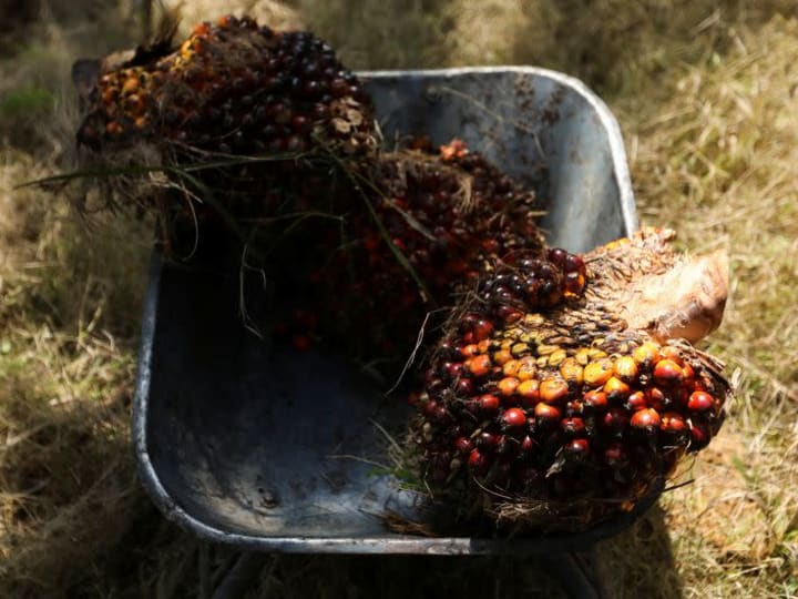 Eksklusif - Hujan lebat akan mempengaruhi pengeluaran minyak sawit Malaysia lagi pada bulan Disember, kata MPOB.