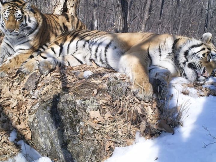 Harimau Siberia melakukan perjalanan sejauh 199.56 km (124 mil) melintasi Rusia untuk bertemu kembali dengan pacarnya.