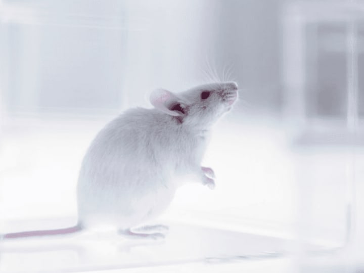 Sperma tahan radiasi: Bagaimana sperma tikus luar angkasa dapat membantu manusia berkembang di Bulan dan Mars