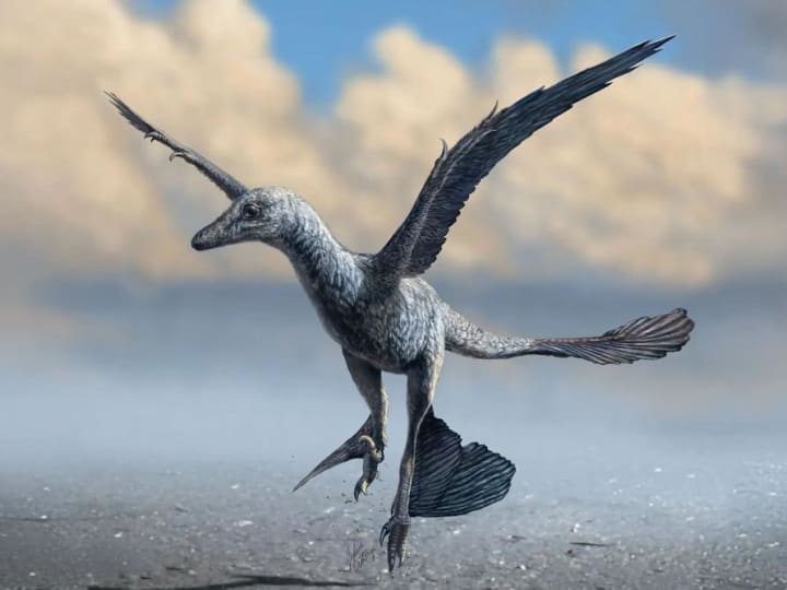 Jejak kaki berusia 106 juta tahun mengungkapkan bahwa dinosaurus menggunakan sayap untuk berlari lebih cepat, bukan untuk terbang.
