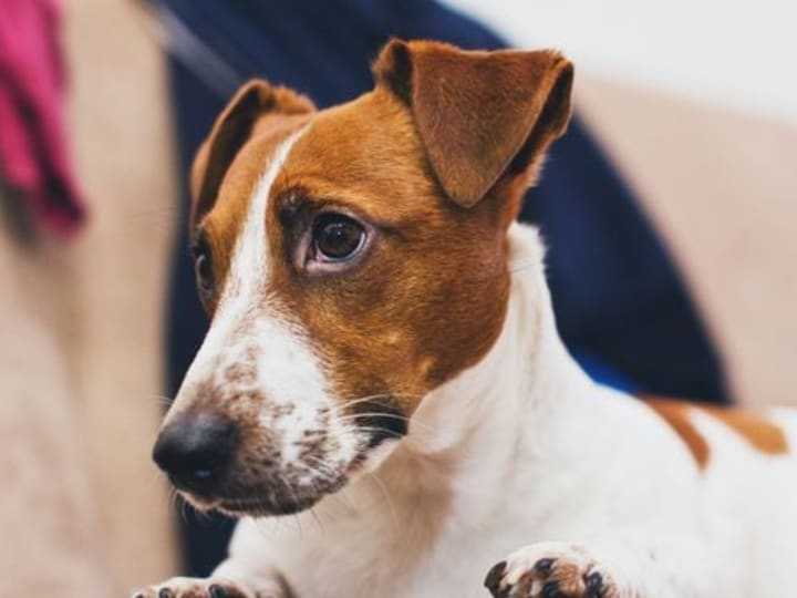 Pedagang Kripto Ternyata Menggunakan Truth Terminal untuk Memompa Koin yang Terkait dengan Anjing Brian Armstrong