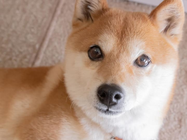 Mengapa Dogecoin Turun Minggu Ini