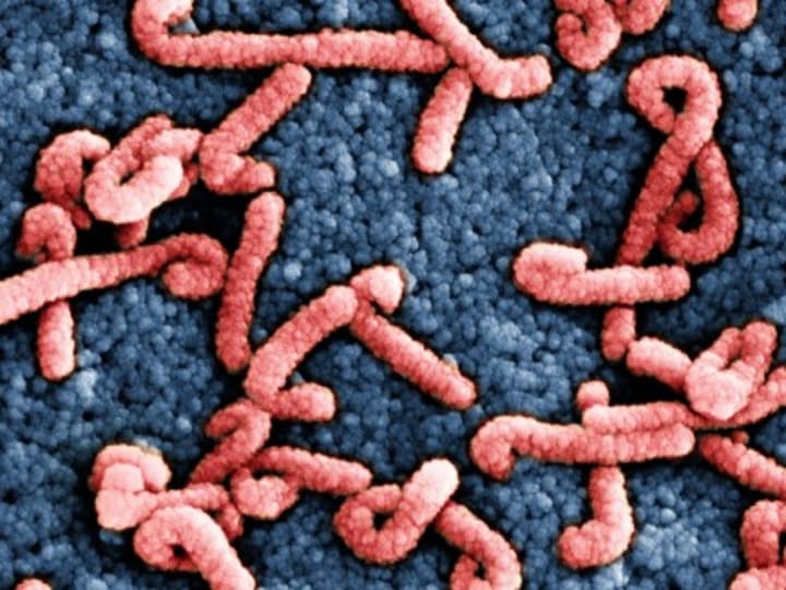 Lompatan virus dari hewan ke manusia memicu wabah Marburg yang mematikan.
