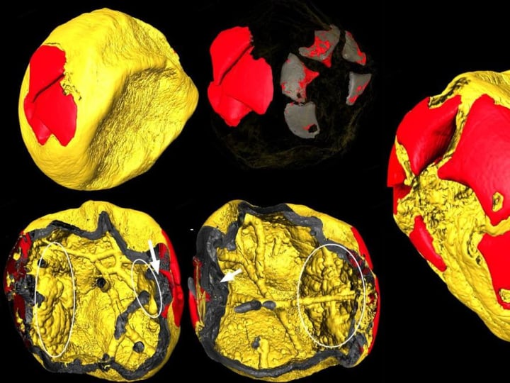 Embrio fosil Ecdysozoan berusia 500 juta tahun yang ditemukan di China lebih tua dari dinosaurus.