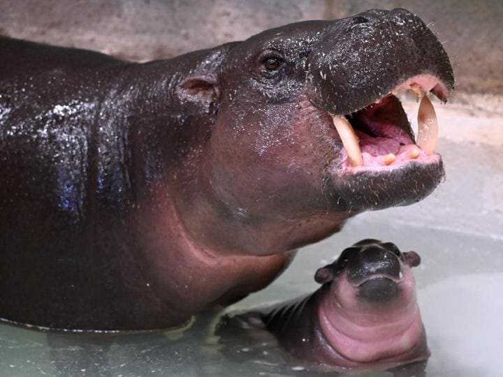 Bayi Selebriti Baru, Hippo Pygmy, Mendapatkan Nama yang Berbunga-bunga