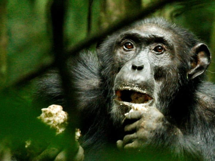 Simian liar beradaptasi secara genetik dengan berbagai habitat.