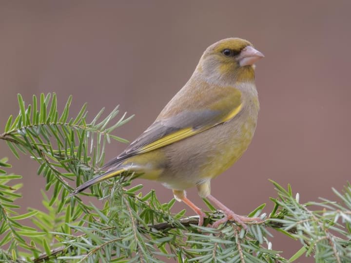 Cara Melindungi Pemberi Makan Burung Liar dari Penyakit