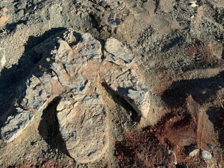 Lebih besar dari T-rex? Jejak kaki dinosaurus berparuh bebek terbesar yang pernah ditemukan di Mongolia.