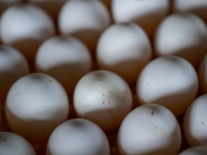 Produsen Telur Brasil Pertimbangkan Kesepakatan dengan AS Setelah Bergabung dengan JBS