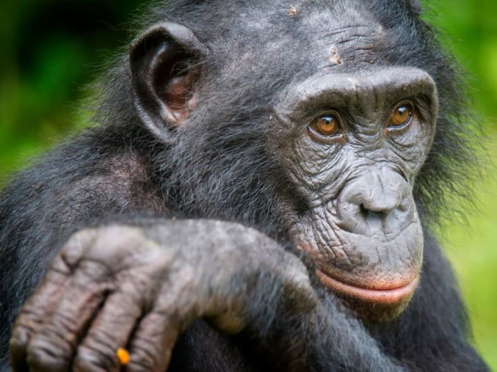 Bonobo dapat mengenali orang bodoh: Kera dapat mengetahui ketika manusia bertindak bodoh, kata sebuah studi.