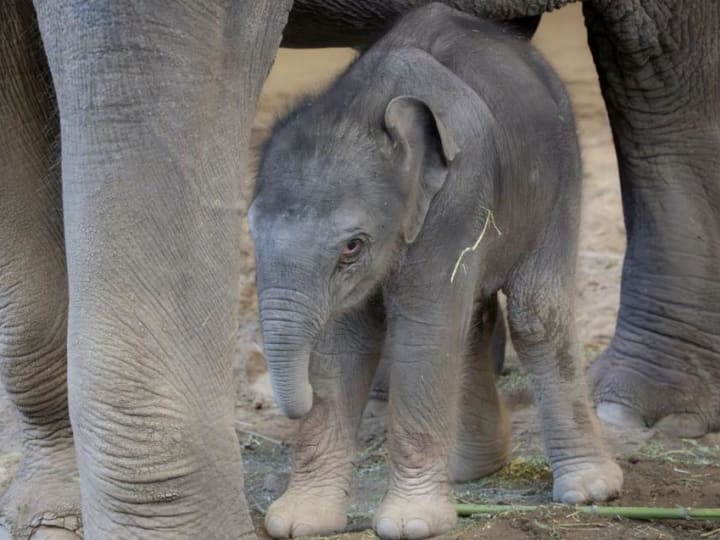Saksikan Anak Gajah Baru Kebun Binatang Oregon Mengambil Langkah Pertama yang Goyang