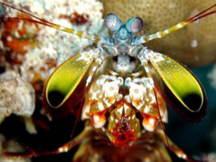 Bagaimana udang mantis dapat menahan guncangan dari pukulan peluru kaliber .22, penelitian mengungkapkan.
