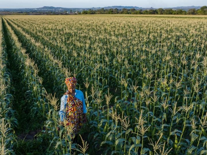AI di Tempat Kerja: Pertanian Revolusioner di Afrika dan Tempat Lainnya