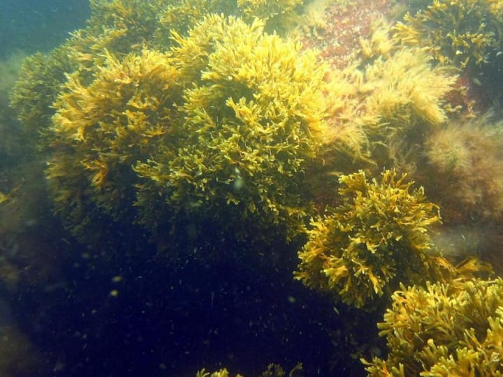 Klon Terbesar di Dunia: Spesies Raksasa 482.80 km (300 Mil) Ditemukan Tersembunyi di Laut Baltik
