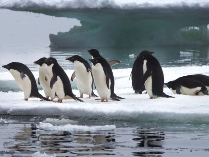 Kotoran penguin Antartika kuno mengungkap sejarah burung tersembunyi selama 6.000 tahun.
