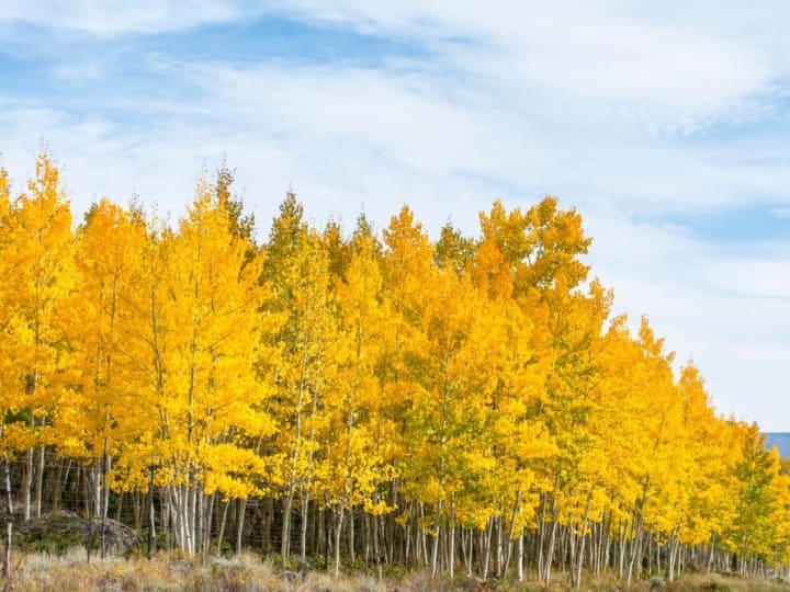 Hutan aspen berusia 80.000 tahun di Utah mungkin merupakan organisme hidup tertua di dunia.