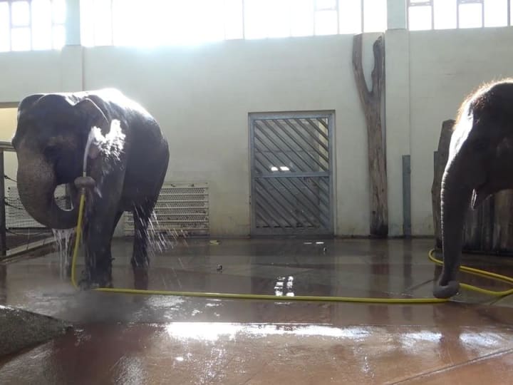 Trik belalai: Gajah mengerjai teman kebun binatangnya dengan selang dalam pertarungan shower yang epik.