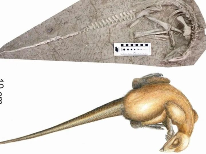 Para ilmuwan Memecahkan Teka-teki Dinosaurus Terawet Terbaik di Dunia