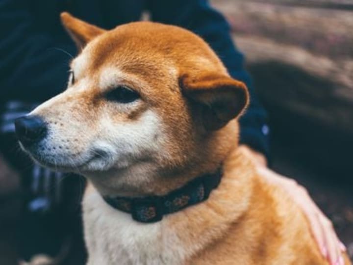 Kegilaan Dogecoin Mengguncang Korea, Memicu Premi Harga di Raksasa Lokal Upbit dan Bithumb
