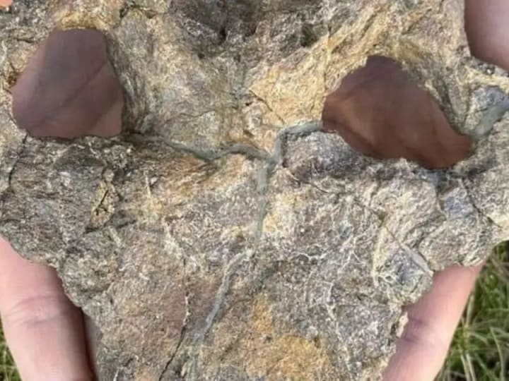 Penemuan Fosil Tengkorak Stegosaurus Komplit Ungkap Evolusi Baru