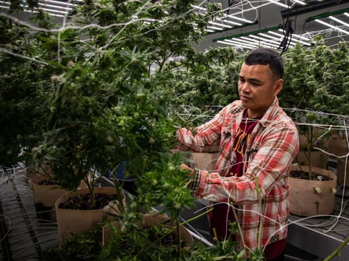 Tantangan Finansial Bisnis Ganja: Kreativitas dan Perjuangan di Tengah Regulasi Ketat