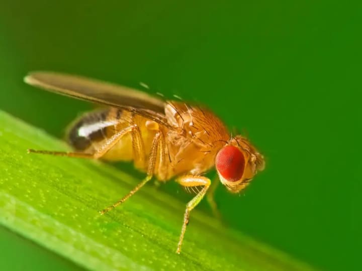 Lalat Buah Dimodifikasi Genetik untuk Konsumsi Kokain sebagai Model Adiksi Baru