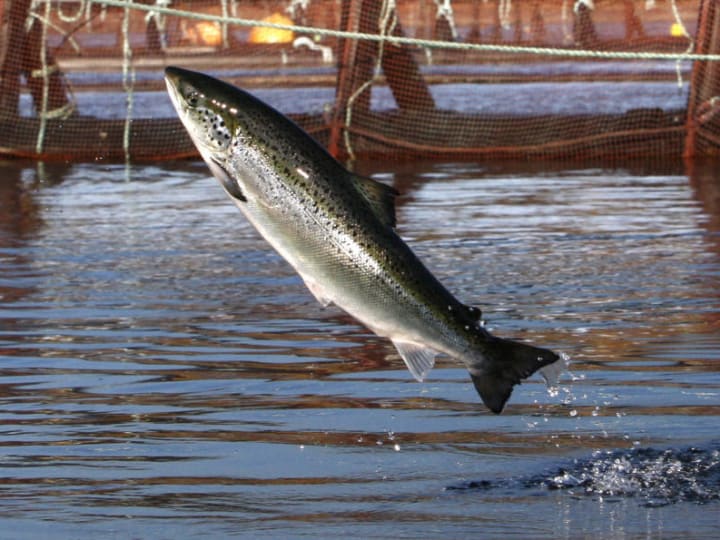 Sebuah kelompok lingkungan mengajukan niat untuk menggugat seorang petani salmon karena pencemaran di lepas pantai Maine.