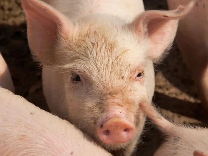 Transplantasi Paru-paru Babi ke Manusia: Langkah Awal Atasi Kekurangan Organ